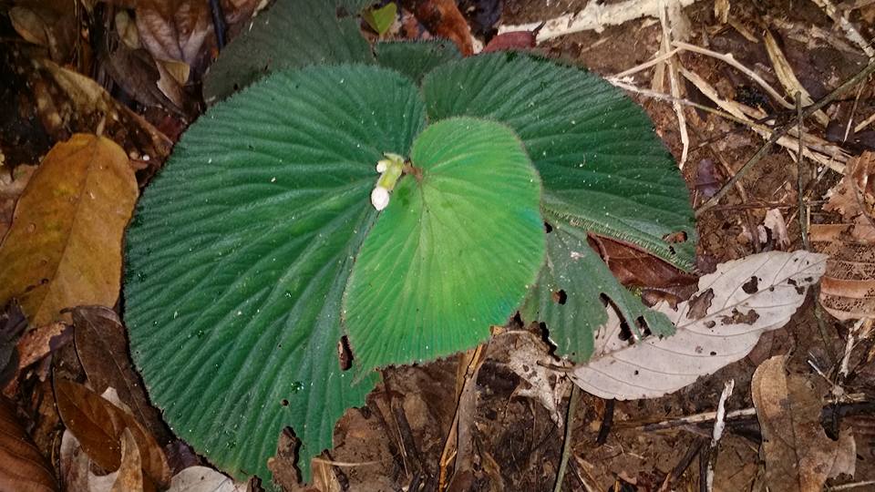 B. lambii